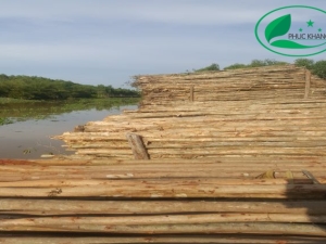 Cây chống cừ tràm
