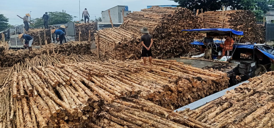 Phân phối cừ tràm giá sỉ