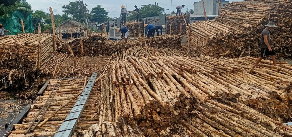 Phân phối cừ tràm giá sỉ