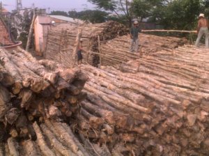 Dịch vụ cung cấp cừ tràm sỉ & lẻ giá tốt