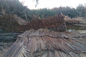 Tìm Hiểu Về Cừ Tràm và cách tính toán kết cấu 